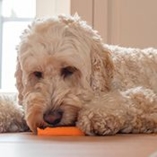 Vitamines pour chien